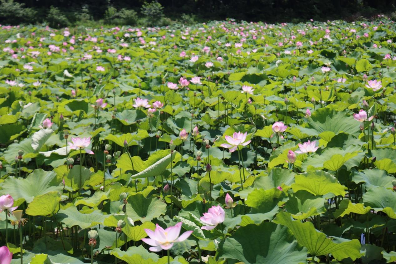組圖|嘉魚湖地野藕生態園荷韻悠揚，初夏賞荷正當時